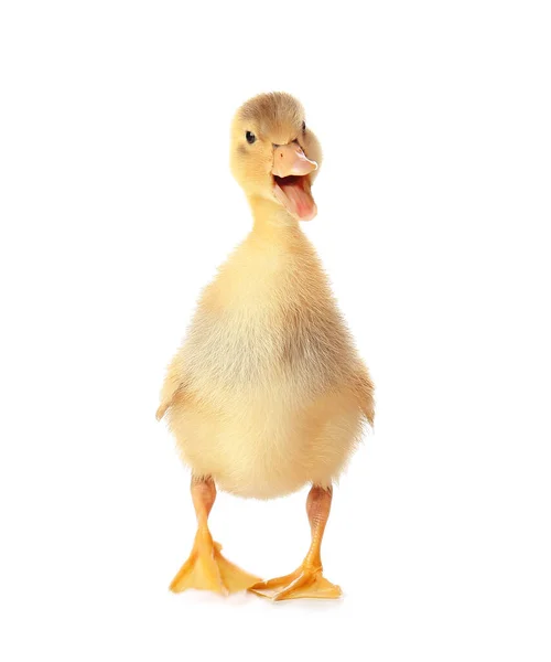 Cute Duckling White Background — Stock Photo, Image