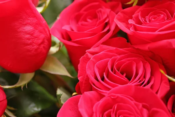 一束美丽的红玫瑰 — 图库照片