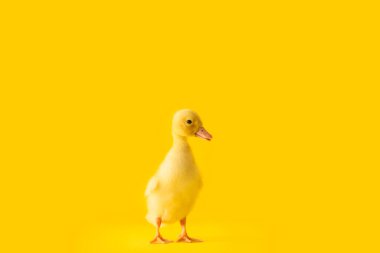 Renkli ördek yavrusu.