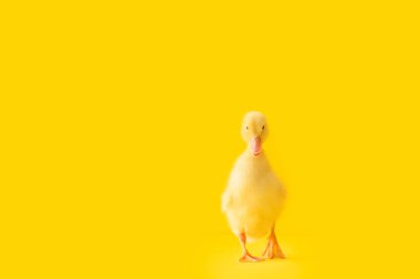 Renkli ördek yavrusu.