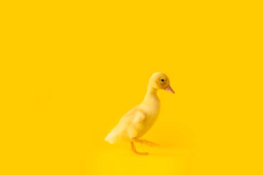 Renkli ördek yavrusu.