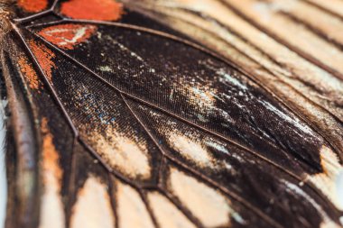 Güzel kelebek, yakından bak.