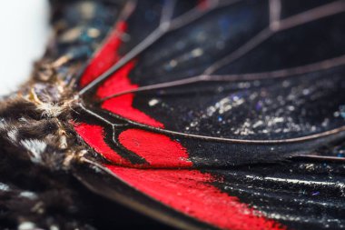 Güzel kelebek, yakından bak.