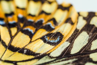 Güzel kelebek, yakından bak.