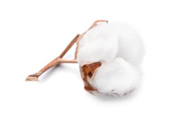 Beyaz arka planda güzel pamuk çiçeği