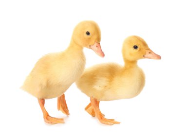 Beyaz arka planda sevimli ördek yavruları