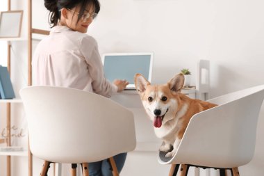 Evde çalışan sevimli Corgi köpeği olan bir kadın.