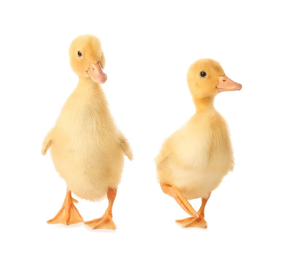 Cute Ducklings White Background — Stock Photo, Image