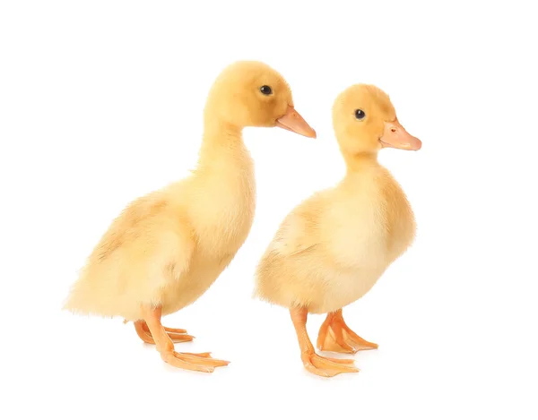 Cute Ducklings White Background — Stock Photo, Image