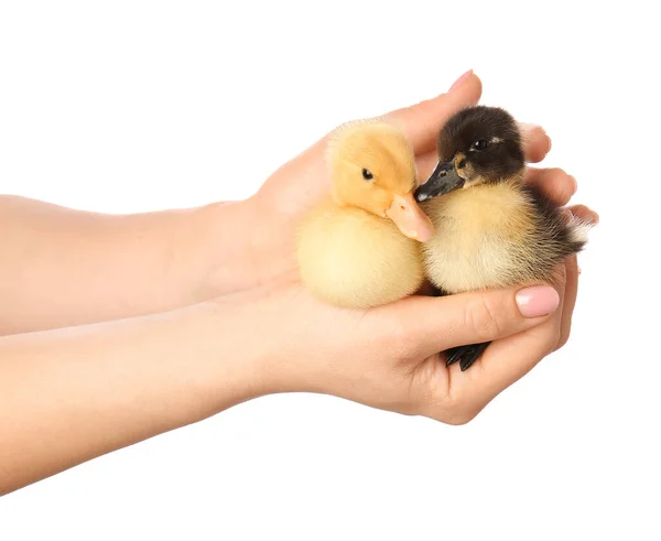 Female Hands Cute Ducklings White Background — Stock Photo, Image