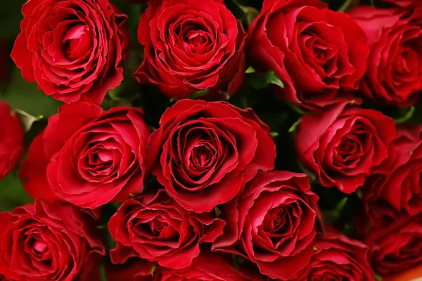 Красиві Червоні Троянди Фон — стокове фото