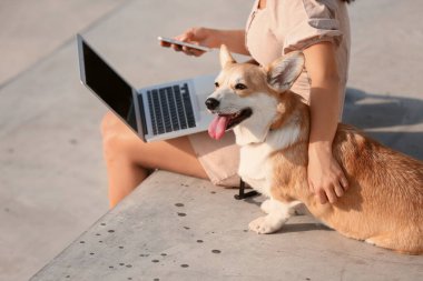 Şirin Corgi köpeği olan bir kadın dışarıda yürüyor.