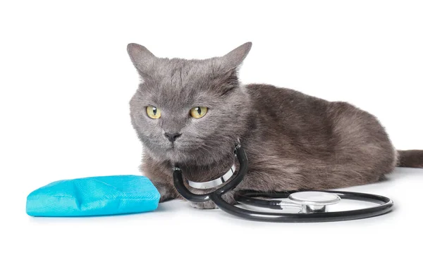 Gato Bonito Com Máscara Protetora Médica Estetoscópio Fundo Branco — Fotografia de Stock