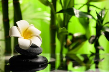 Tropikal bahçede bir yığın spa taşı ve güzel çiçeklerle dolu göl