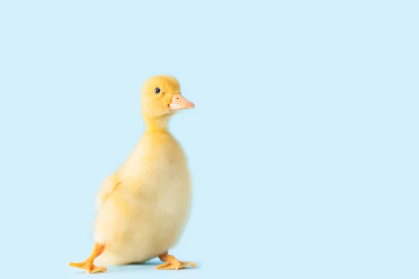 Cute Duckling Color Background — Stock Photo, Image