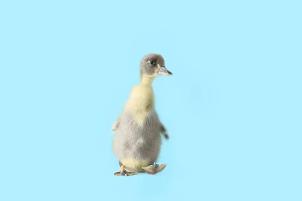 Schattig Eendje Kleur Achtergrond — Stockfoto