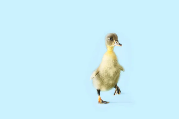 Cute Duckling Color Background — Stock Photo, Image