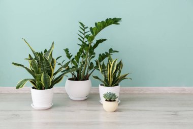 Renkli duvarın yanında yeşil bitkiler