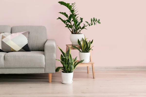 緑の観葉植物とソファ付きのモダンな部屋のインテリア — ストック写真