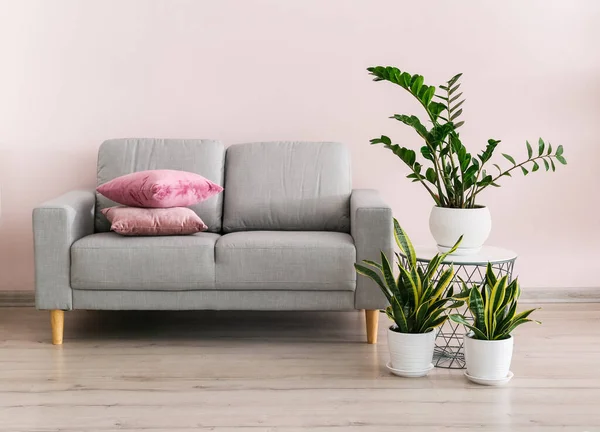 Εσωτερικό Του Σύγχρονου Δωματίου Πράσινο Houseplants Και Καναπέ — Φωτογραφία Αρχείου