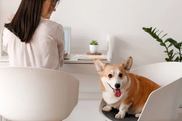 Woman Cute Corgi Dog Working Home — Stock Photo, Image