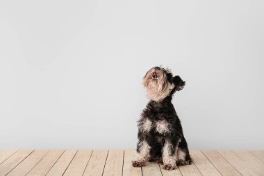 Işık duvarının yanında sevimli bir köpek.