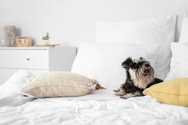 Evdeki yatakta sevimli bir köpek.