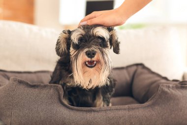 Sahibi evcil hayvan yatağında sevimli bir köpeği okşuyor.