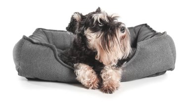 Beyaz arka planda evcil hayvan yatağında sevimli bir köpek.