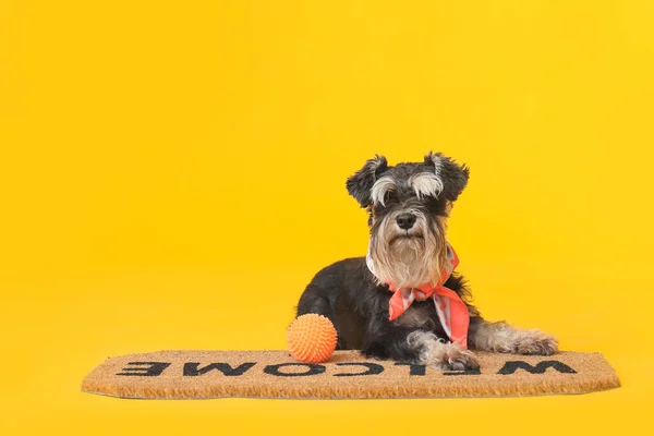 Cão Bonito Tapete Porta Fundo Cor — Fotografia de Stock