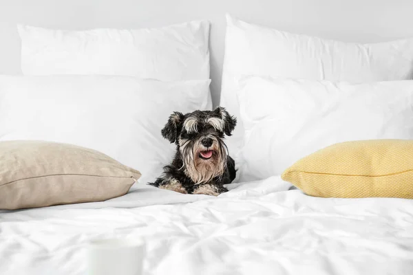 Cute Dog Bed Home — Stock Photo, Image
