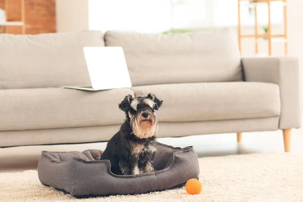Cute Dog Pet Bed Home — Stock Photo, Image