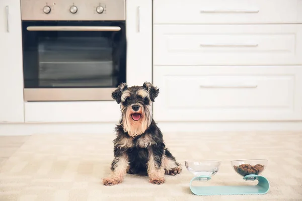 Cute Dog Bowls Food Drink Home — Stock Photo, Image