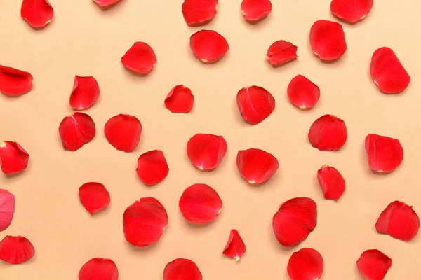 Beautiful Rose Petals Color Background — Stock Photo, Image