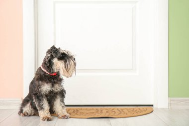 Koridorda sevimli bir köpek var.