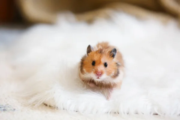 Curious Funny Hamster Home — Stock Photo, Image