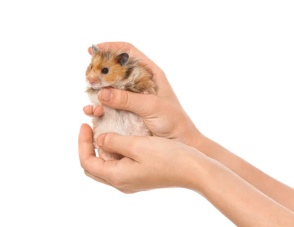 Handen Met Schattige Hamster Witte Achtergrond — Stockfoto