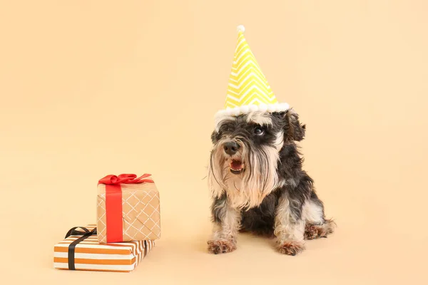 Cane Carino Cappello Festa Con Regali Sullo Sfondo Colori — Foto Stock