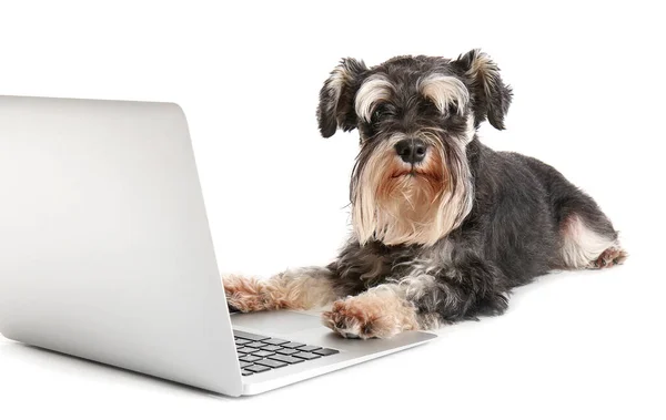 Cute Dog Laptop White Background — Stock Photo, Image