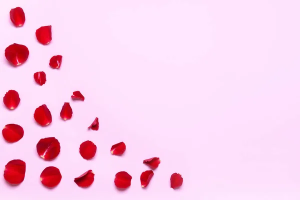 Beautiful Rose Petals Color Background — Stock Photo, Image