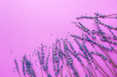 Renkli arkaplanda güzel lavanta çiçekleri