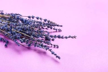 Renkli arkaplanda güzel lavanta çiçekleri