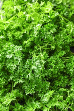 Arka plan olarak taze yeşil maydanoz