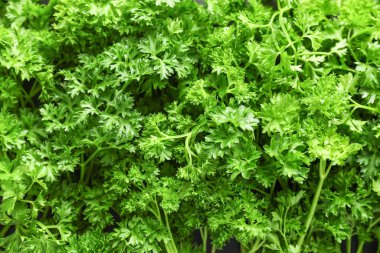 Arka plan olarak taze yeşil maydanoz