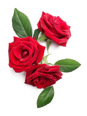 Beyaz arkaplanda güzel kırmızı güller