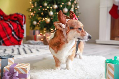 Noel arifesinde evde geyik boynuzları olan sevimli bir köpek.