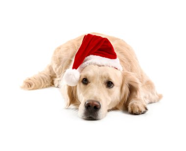 Beyaz arka planda Noel Baba şapkalı şirin köpek.