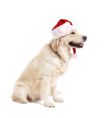 Beyaz arka planda Noel Baba şapkalı şirin köpek.