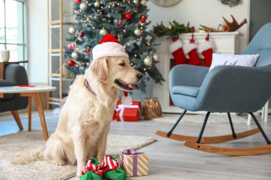 Noel arifesinde evde Noel Baba şapkalı şirin bir köpek.
