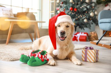 Noel arifesinde evde Noel Baba şapkalı şirin bir köpek.